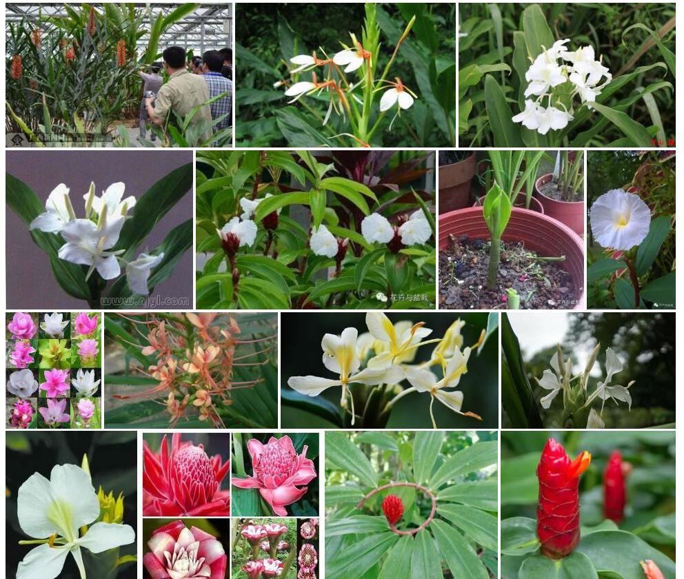 广西姜花照片和图片/