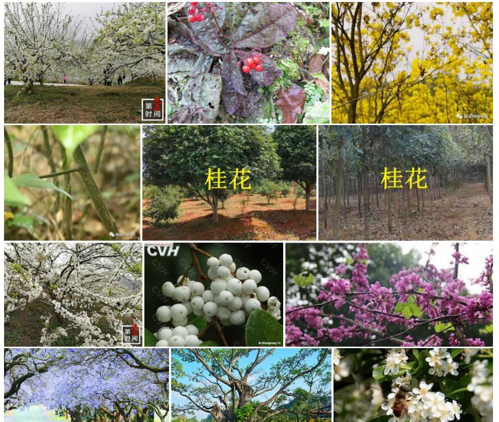 广西密花树照片和图片/