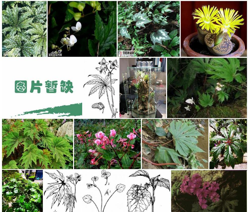 广西掌叶秋海棠照片和图片/