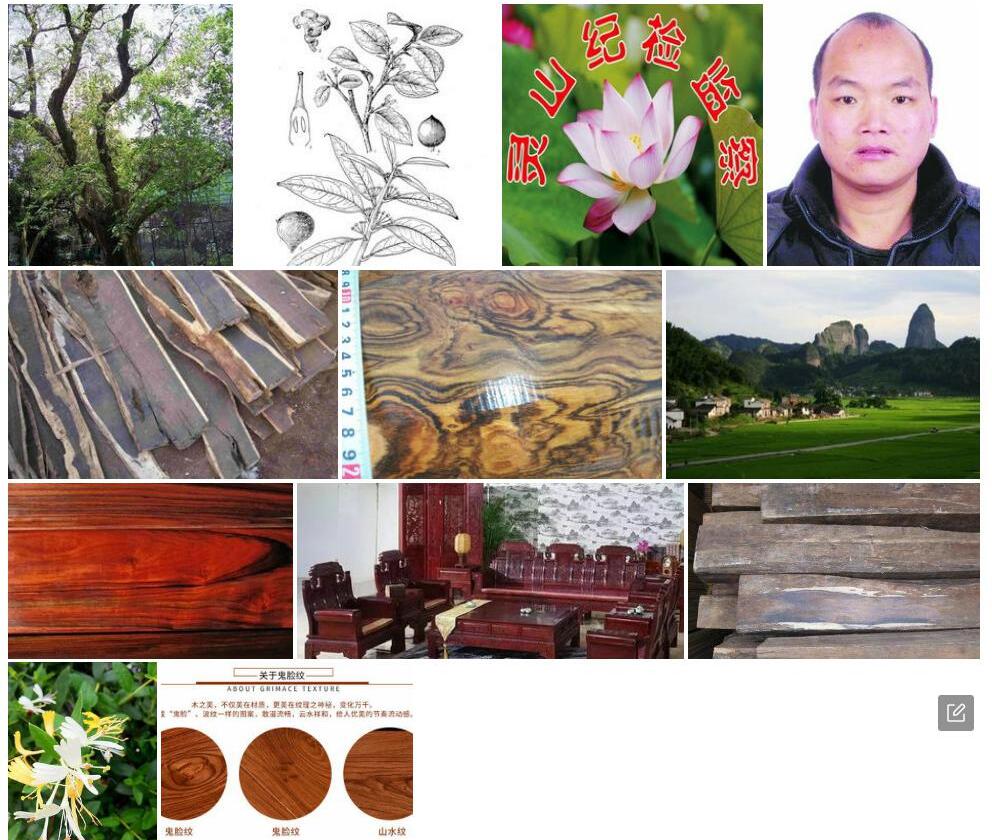 广西檀栗照片和图片/