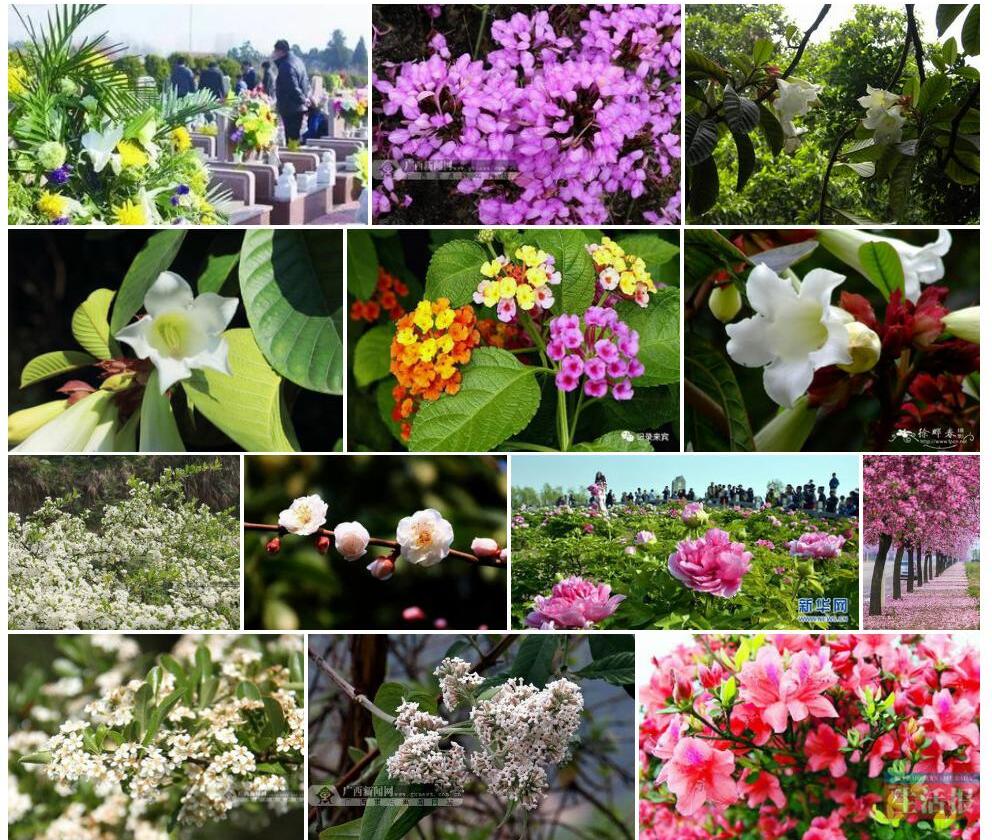 广西清明花照片和图片/