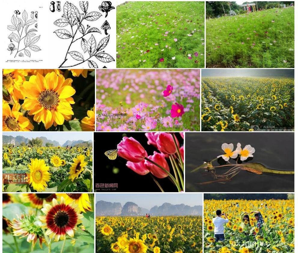 广西澄广花照片和图片/