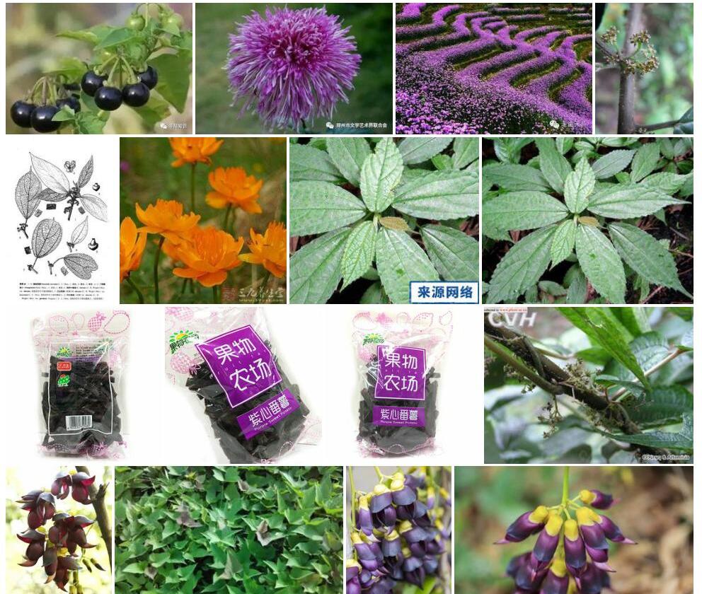 广西紫麻照片和图片/