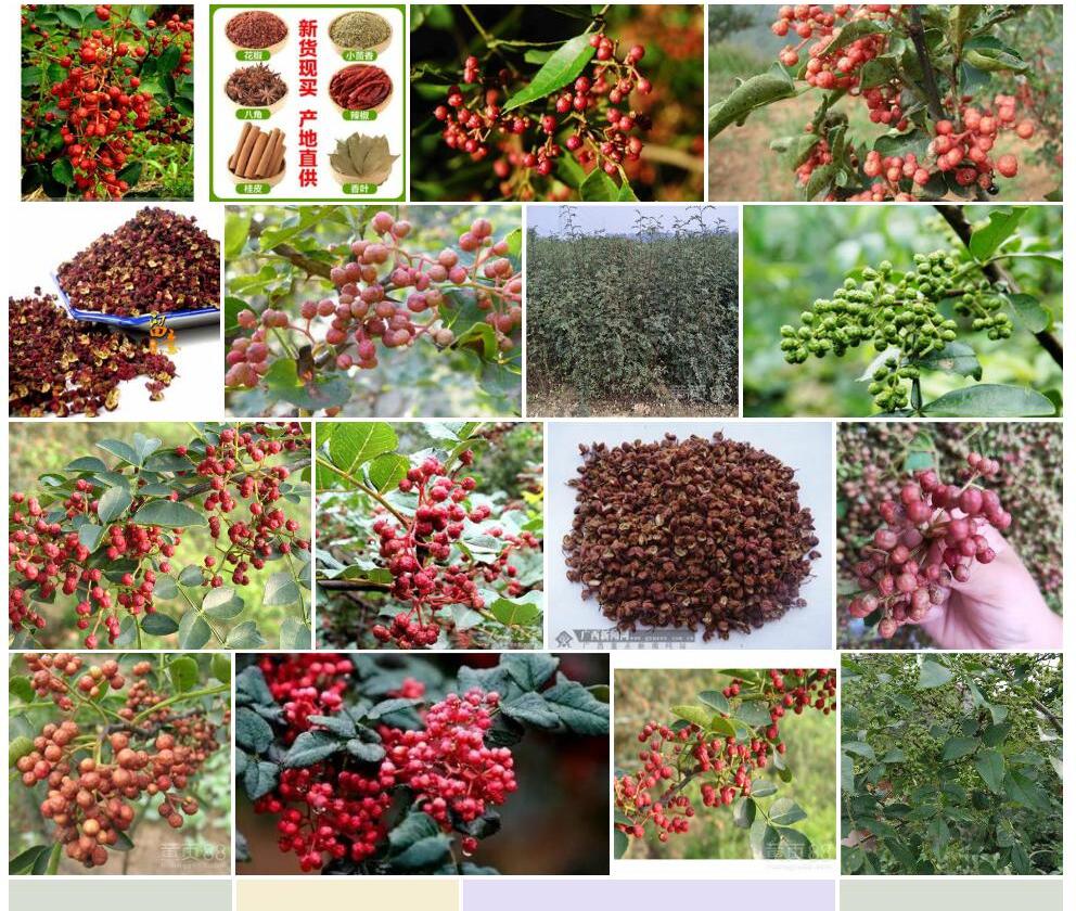广西花椒照片和图片/