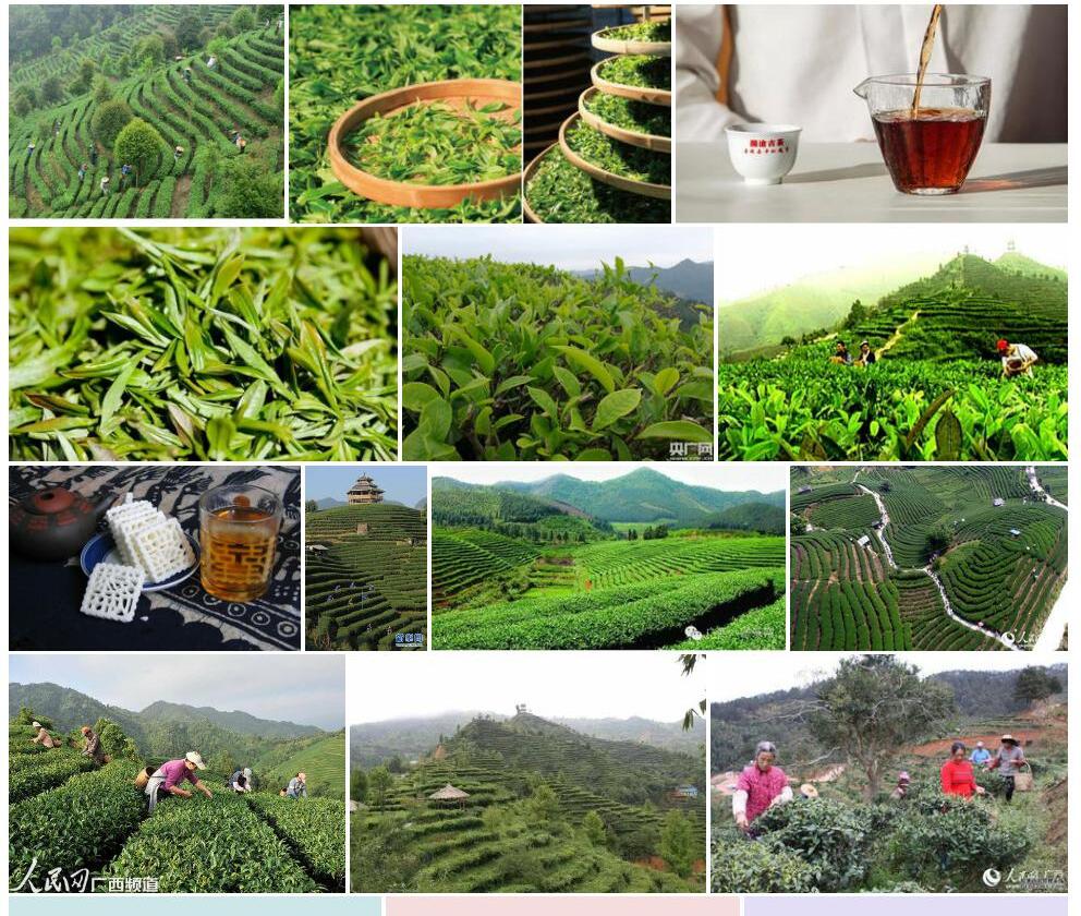 广西茶照片和图片/