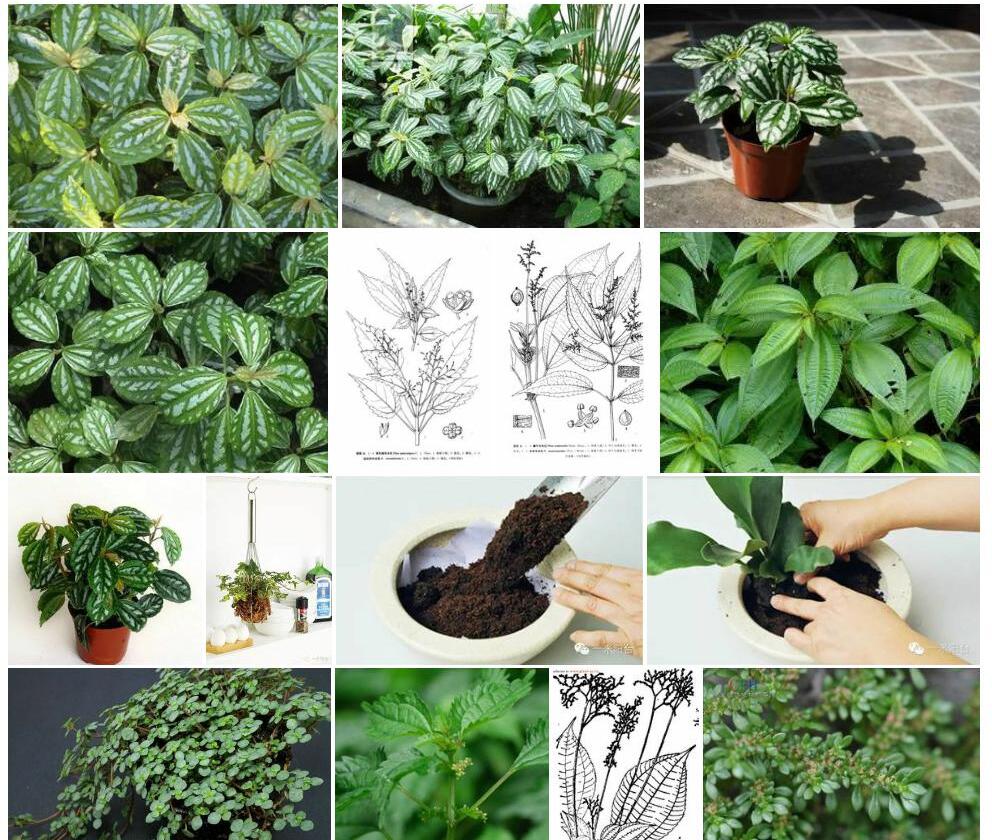序托冷水花照片和图片/