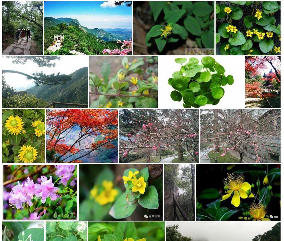 庐山疏节过路黄照片和图片/