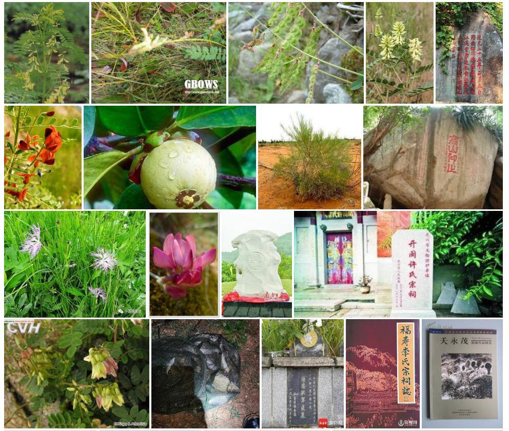 库茂恩岩黄耆照片和图片/