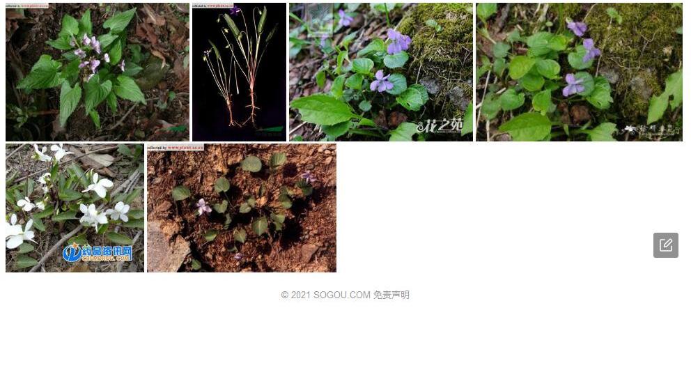 库页堇菜照片和图片/