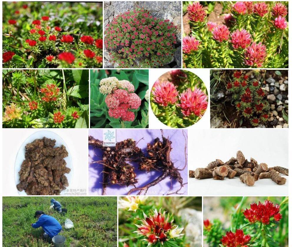 库页红景天照片和图片/