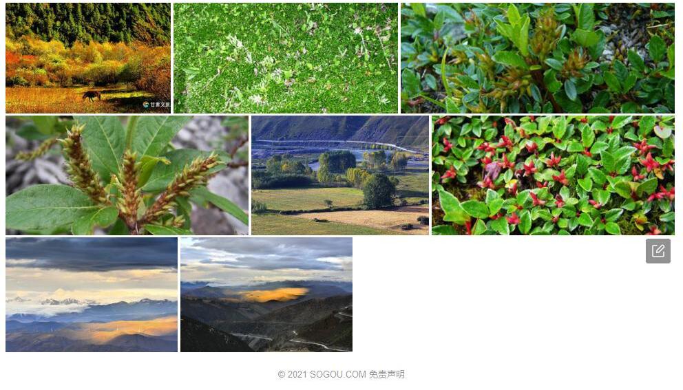 康定垫柳照片和图片/