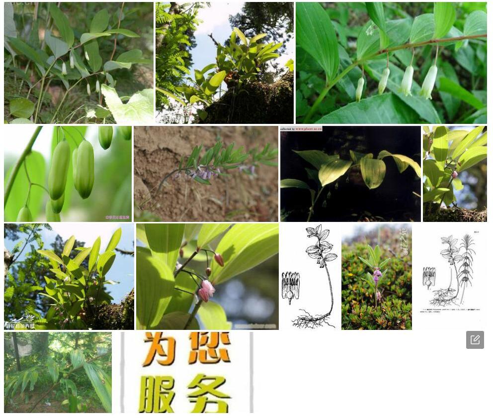 康定玉竹照片和图片/