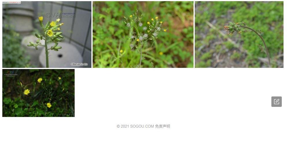 康定黄鹌菜照片和图片/