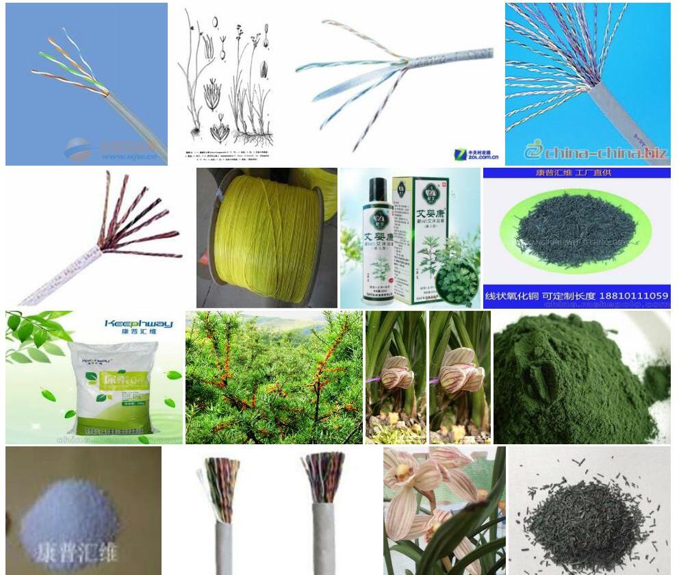 康普灯心草照片和图片/