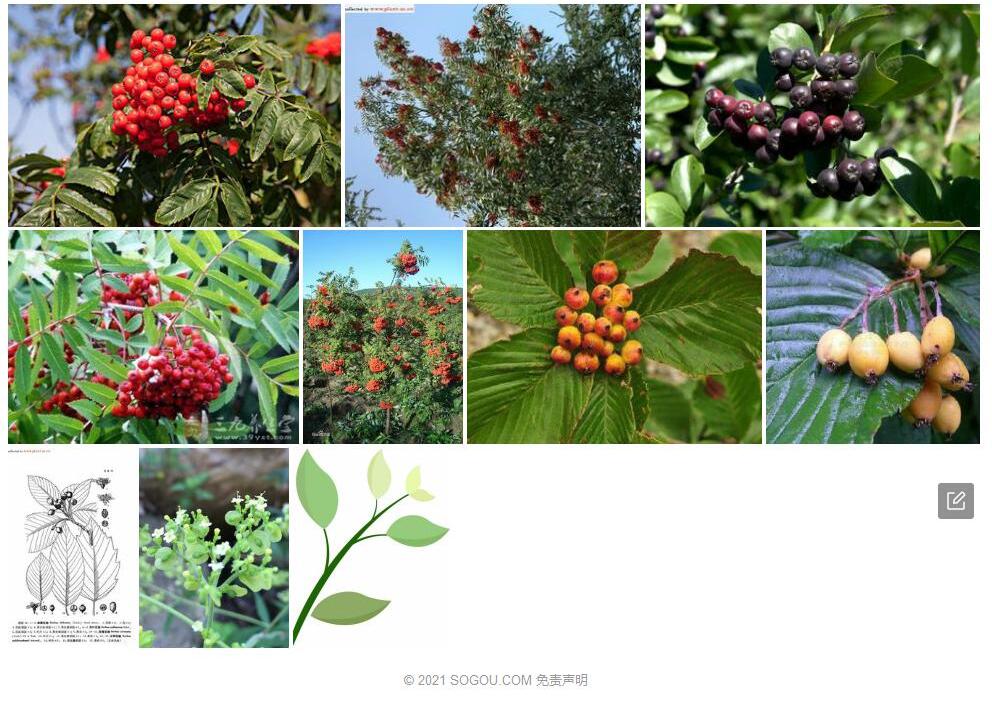 康藏花楸照片和图片/