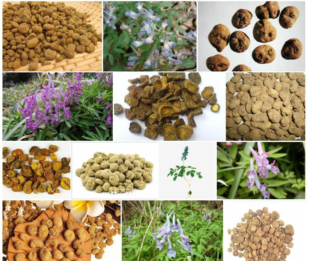 延胡索照片和图片/