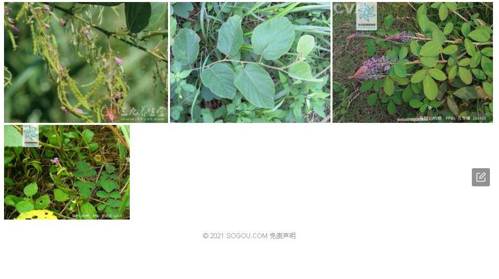 异叶山蚂蝗照片和图片/