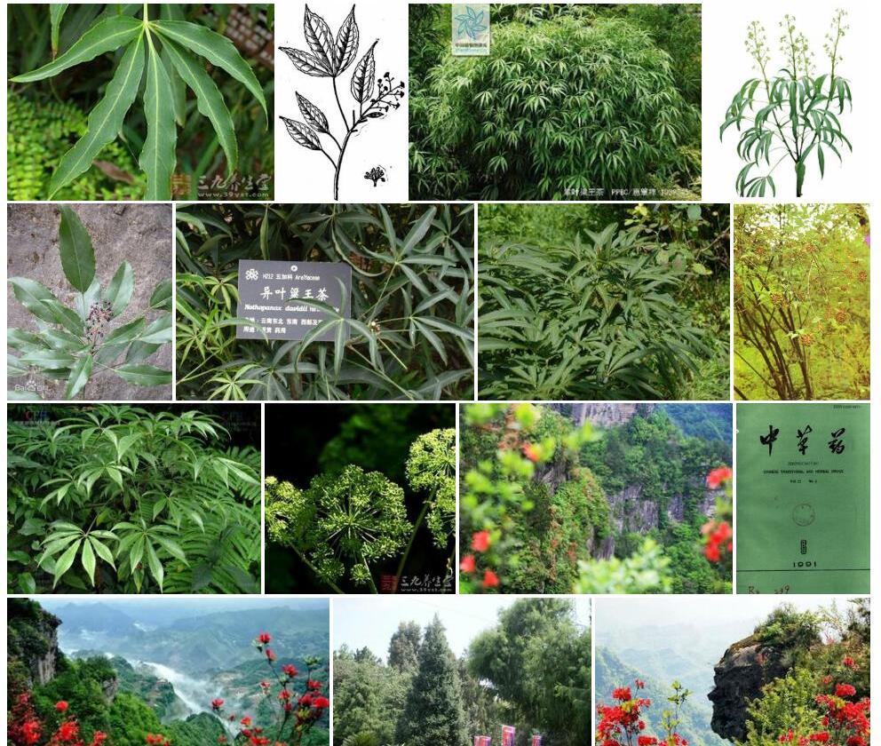 异叶梁王茶照片和图片/