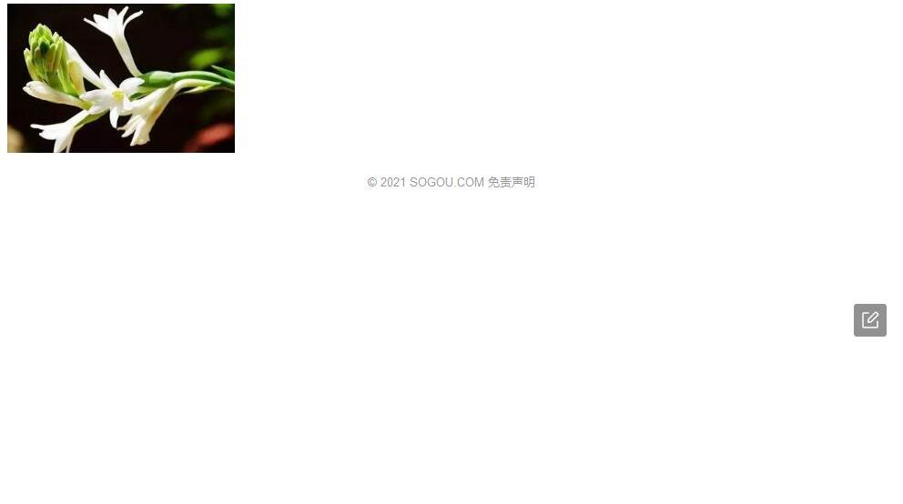 异叶素馨照片和图片/