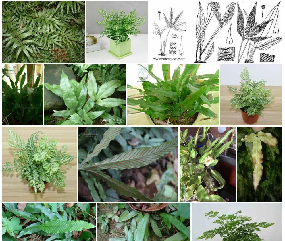 异叶线蕨照片和图片/