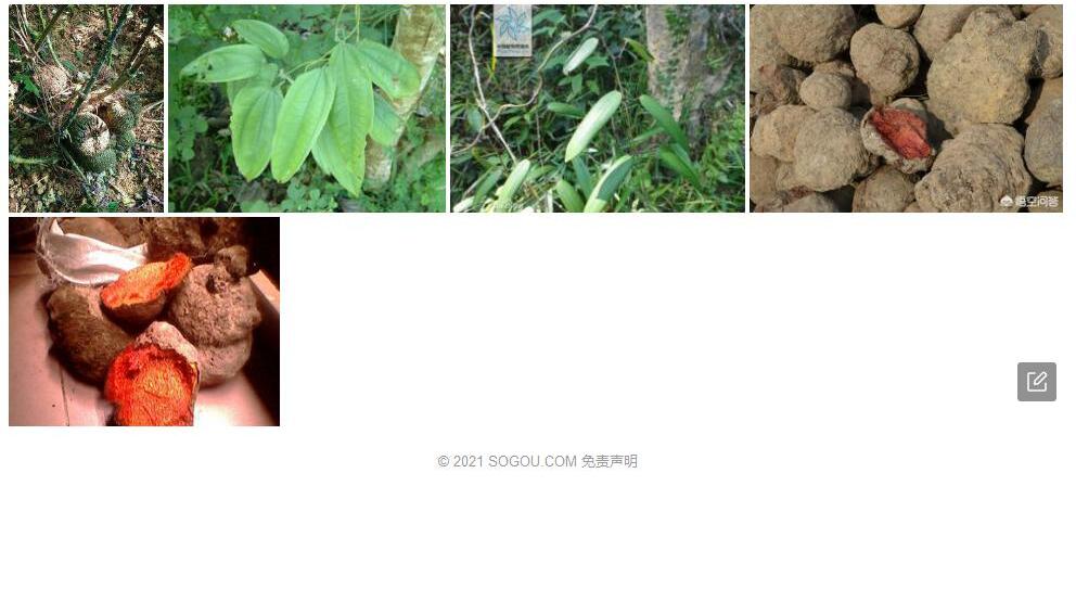 异块茎薯莨照片和图片/