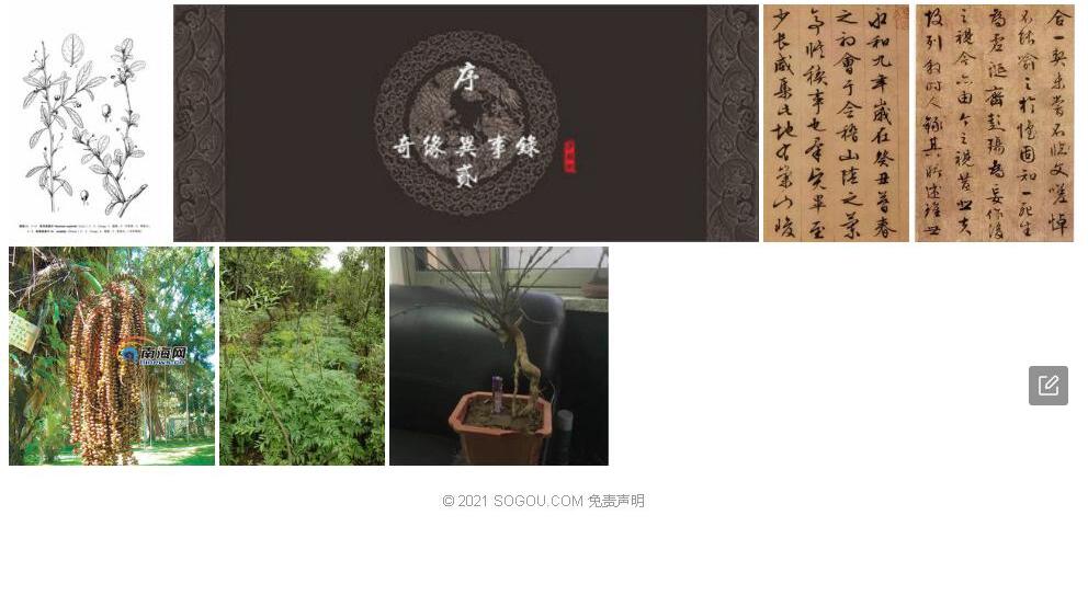 异序乌桕照片和图片/