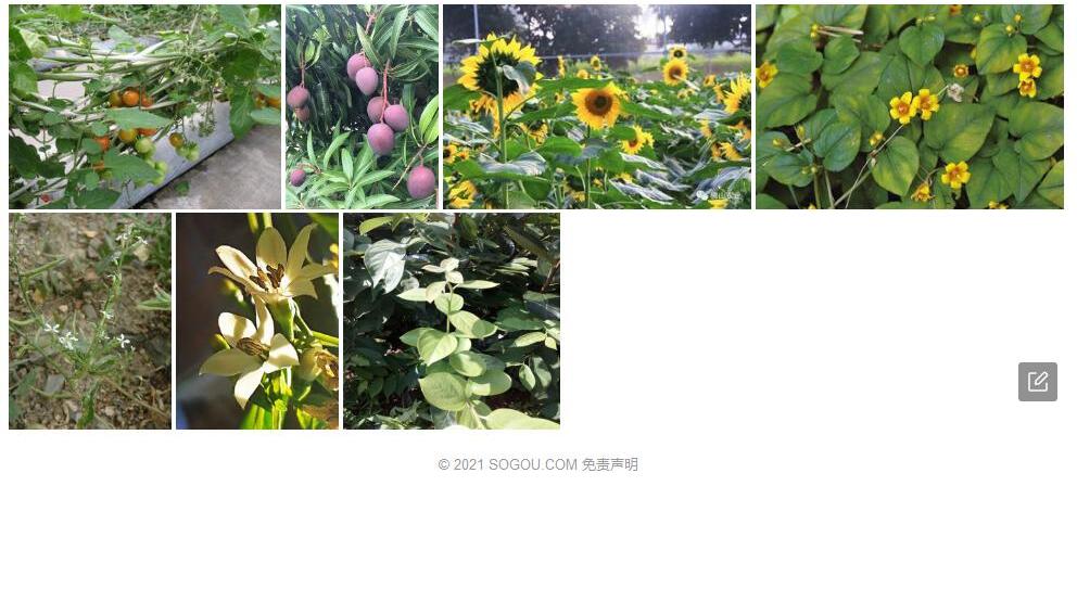 异果芥照片和图片/