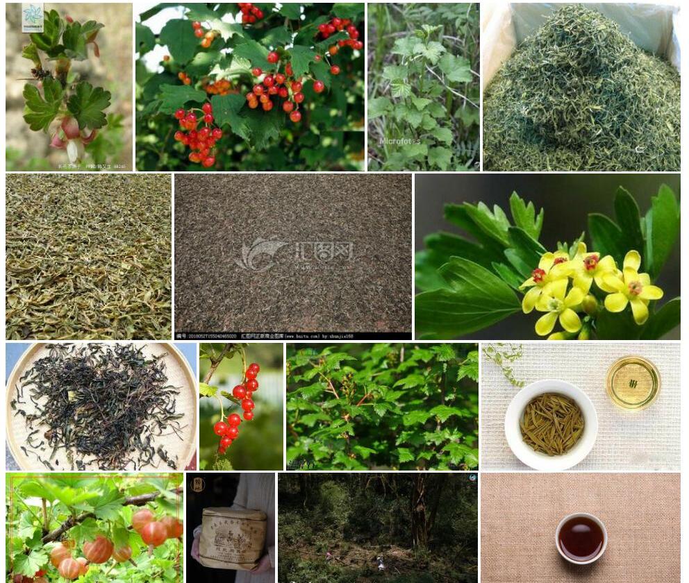 异毛茶藨子照片和图片/