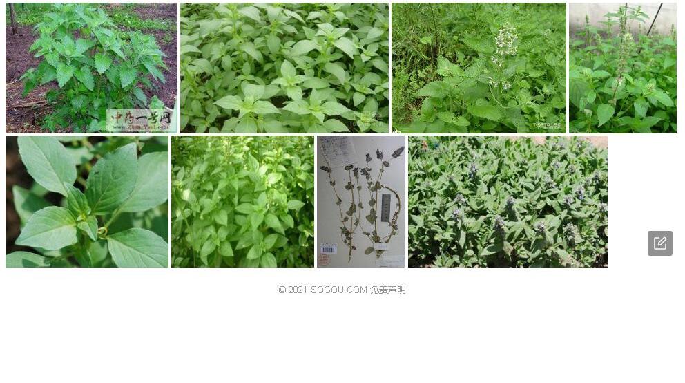异色荆芥照片和图片/