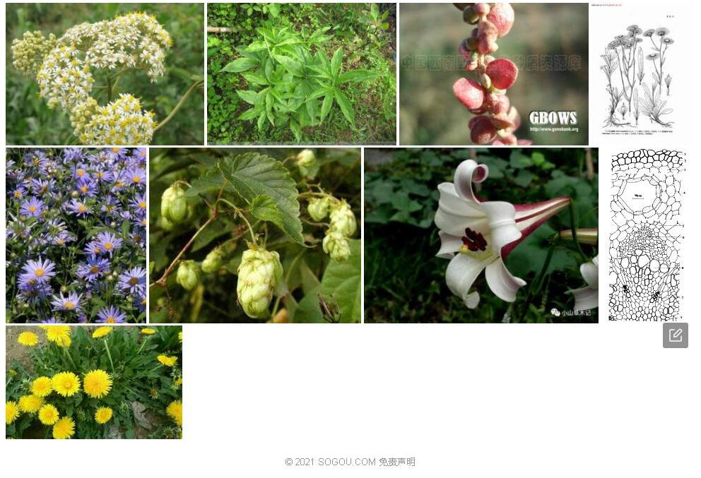 异苞紫菀照片和图片/