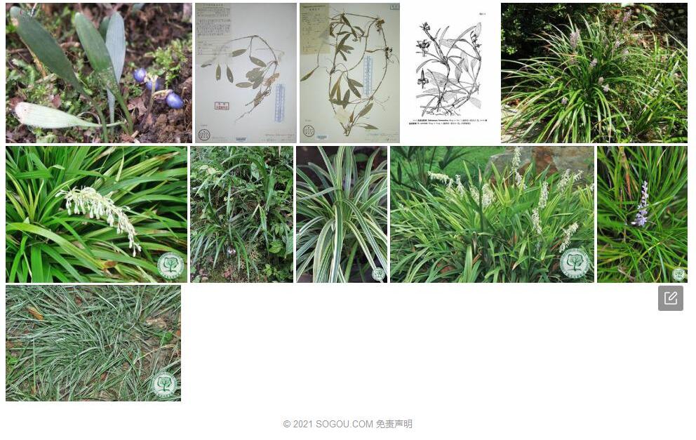 异药沿阶草照片和图片/