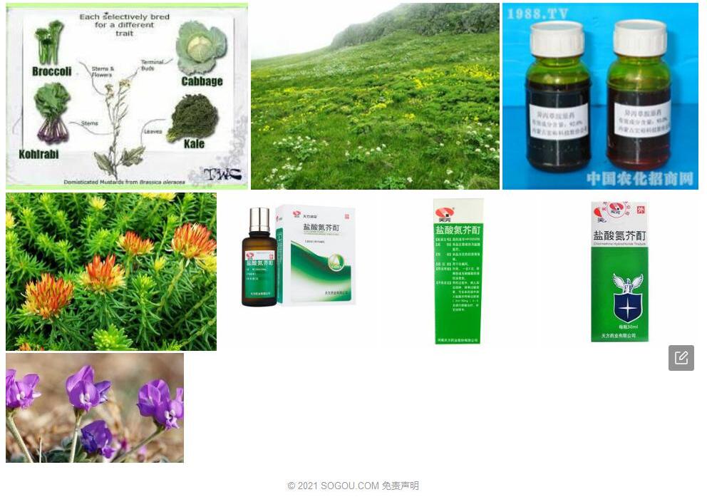 异药芥照片和图片/