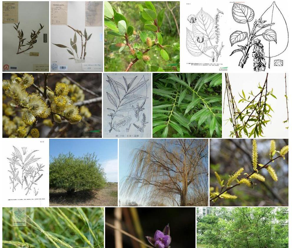 异蕊柳照片和图片/