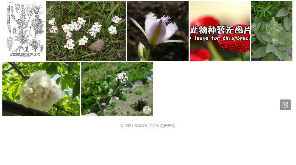 异蕊芥照片和图片/
