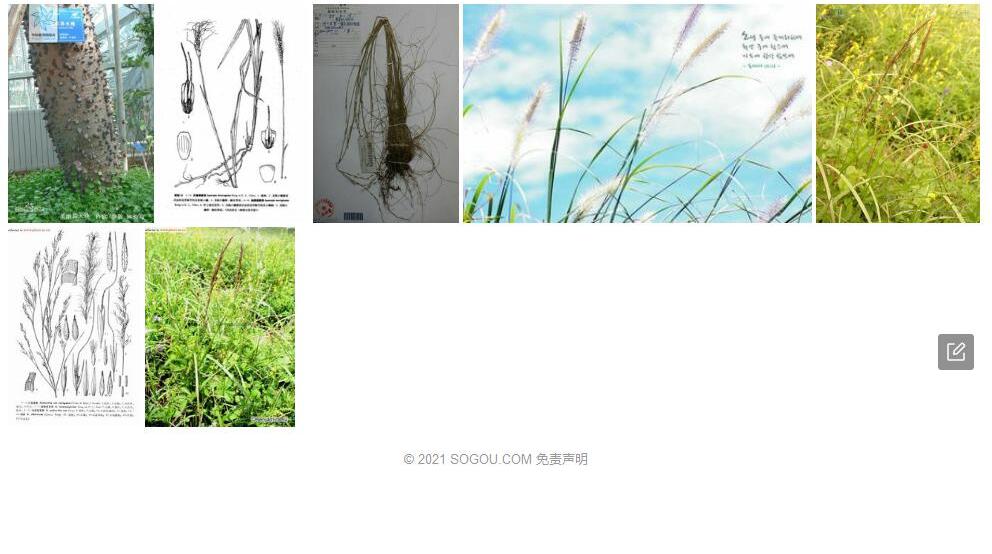 异颖芨芨草照片和图片/