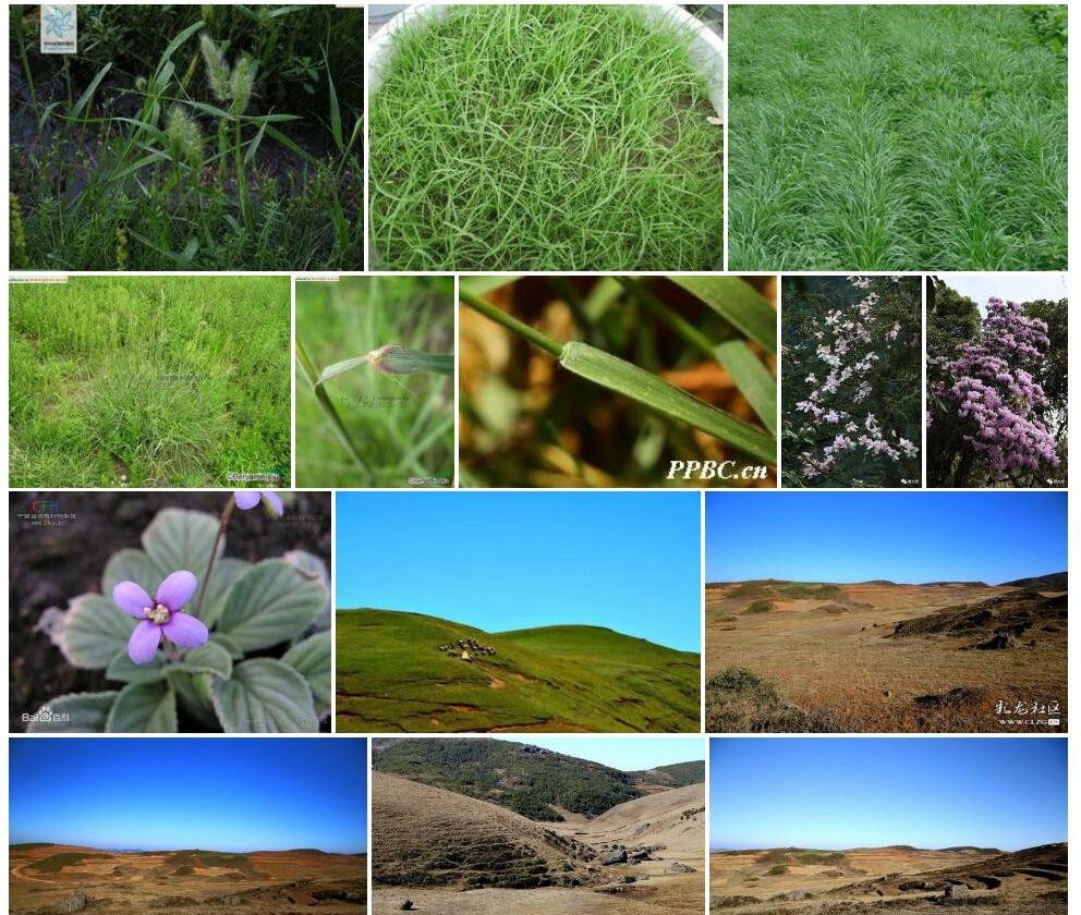 异颖草照片和图片/