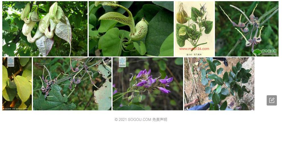 弄岗马兜铃照片和图片/