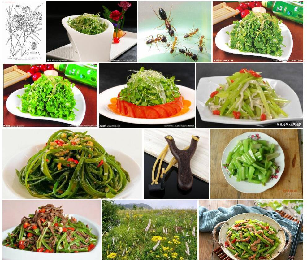 弓翅芹照片和图片/