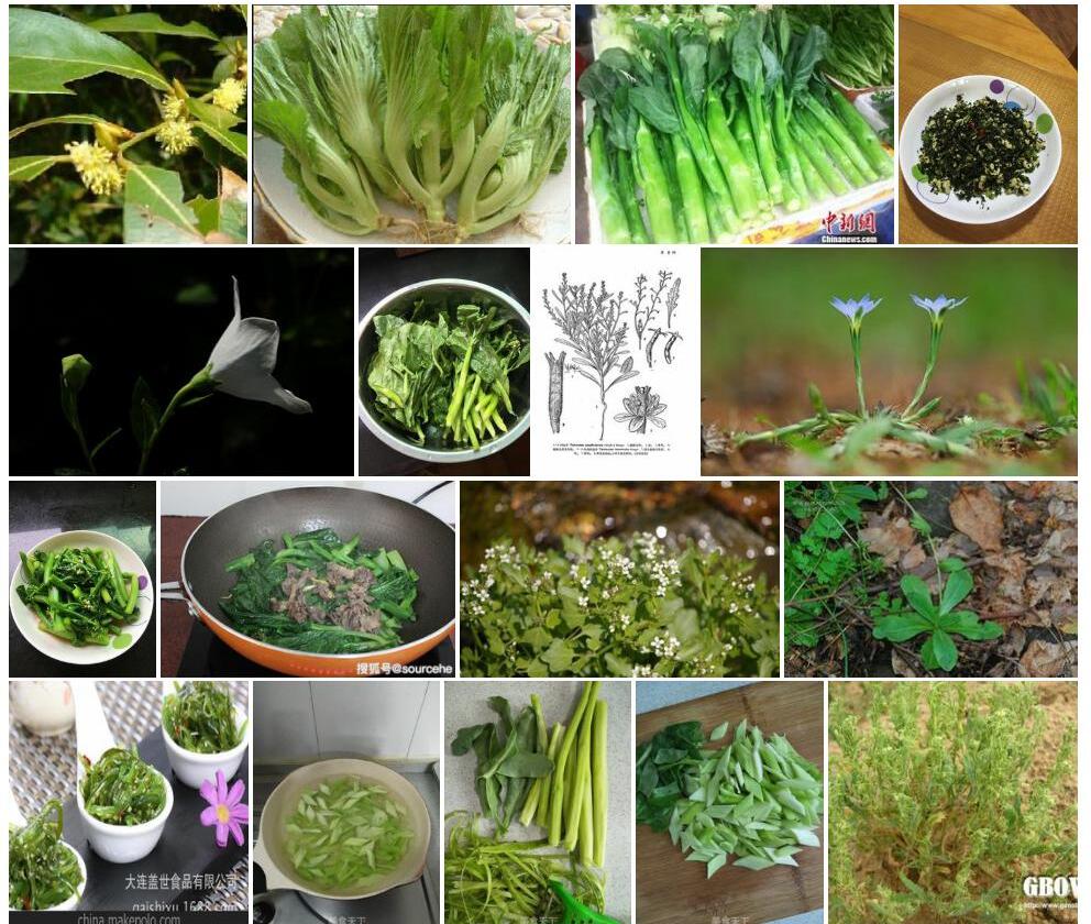 弯梗芥照片和图片/