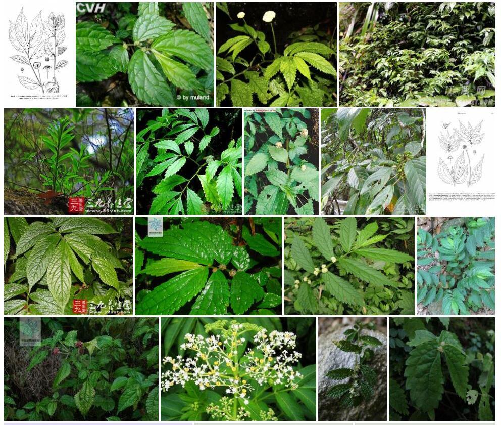 弯毛楼梯草照片和图片/