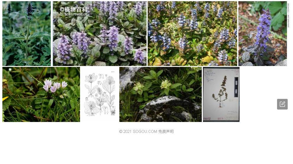 弯花筋骨草照片和图片/