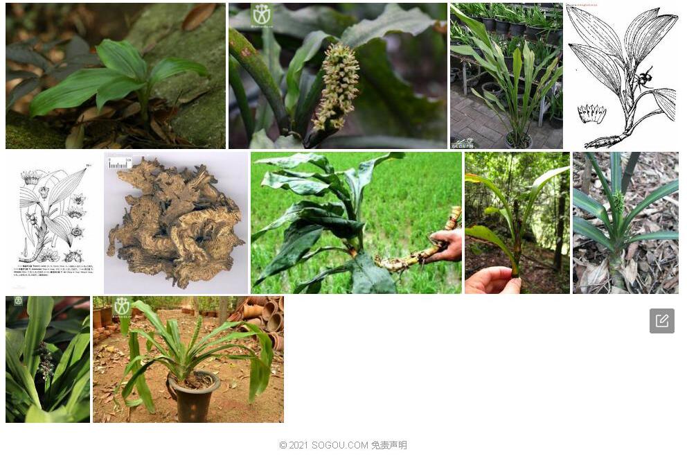 弯蕊开口箭照片和图片/