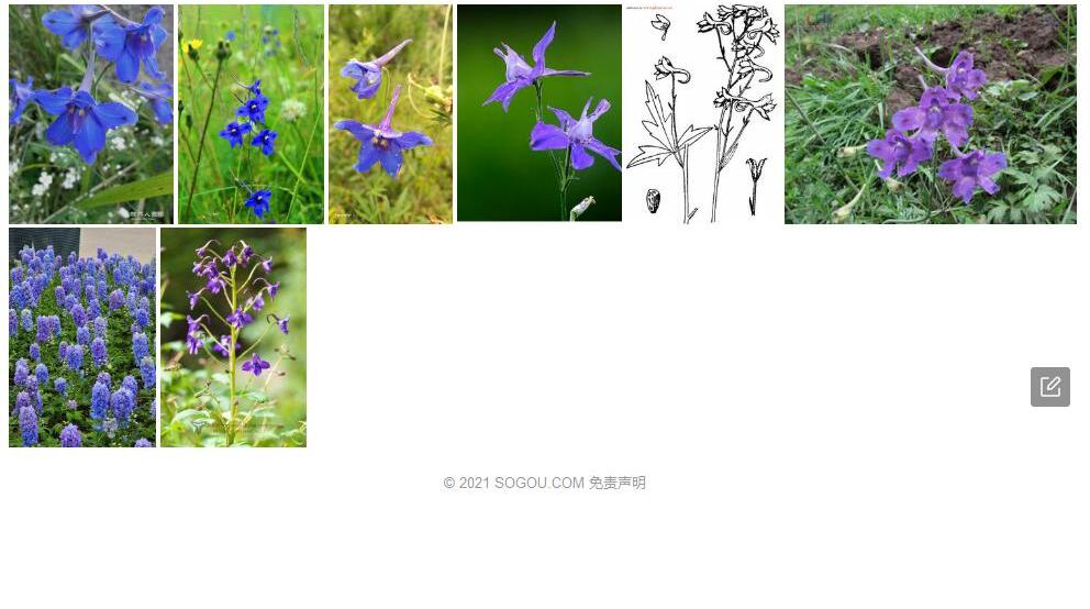弯距翠雀花照片和图片/