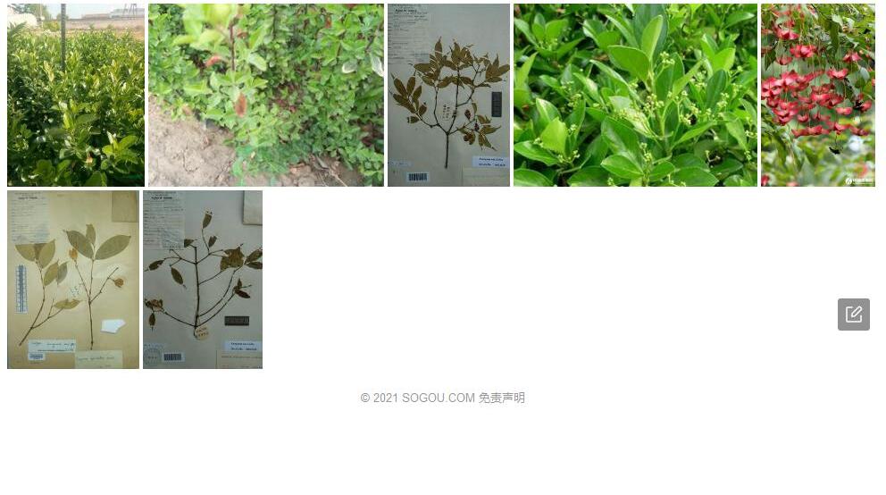 征镒卫矛照片和图片/