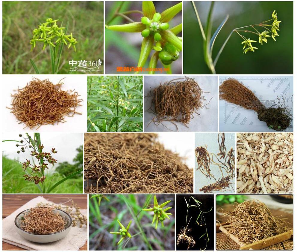 徐长卿照片和图片/