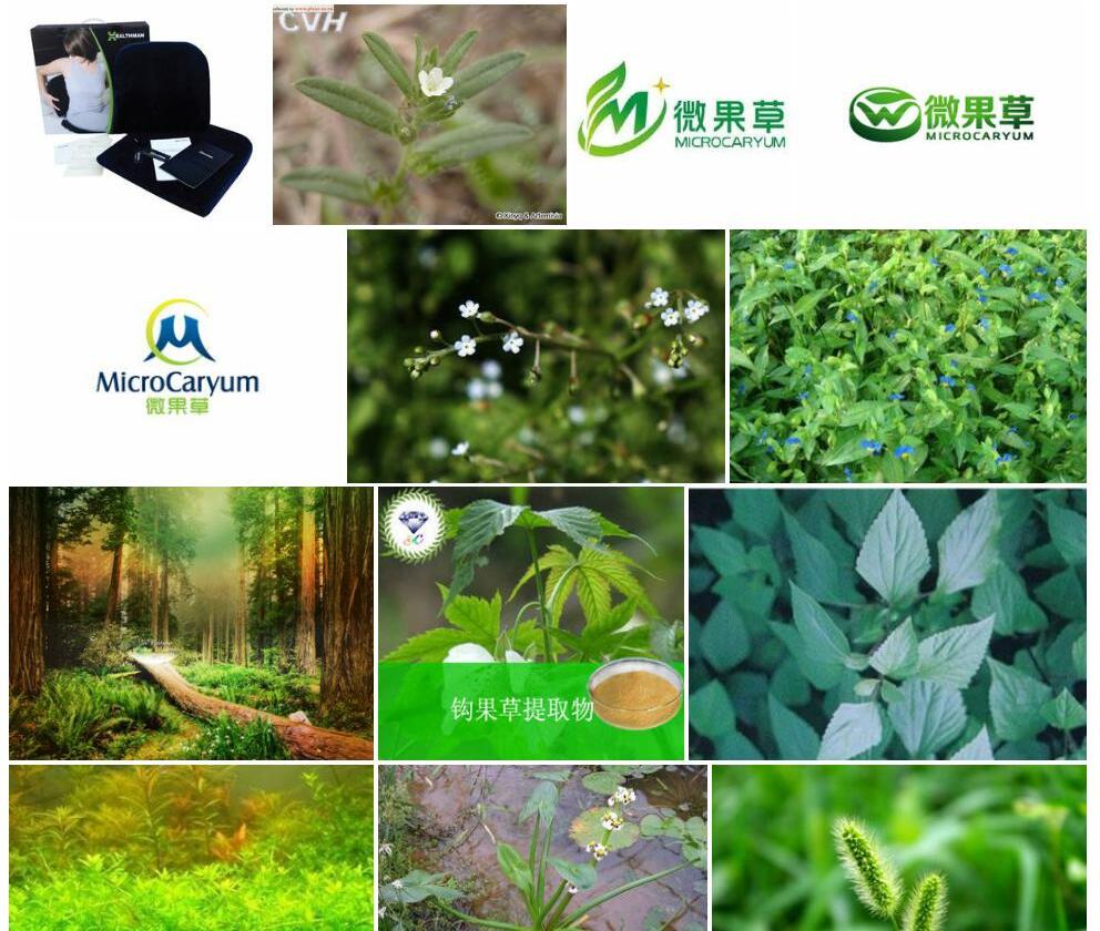 微果草照片和图片/