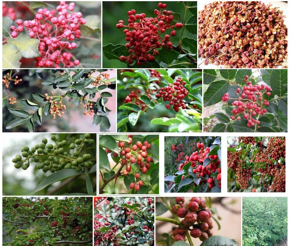 微柔毛花椒照片和图片/