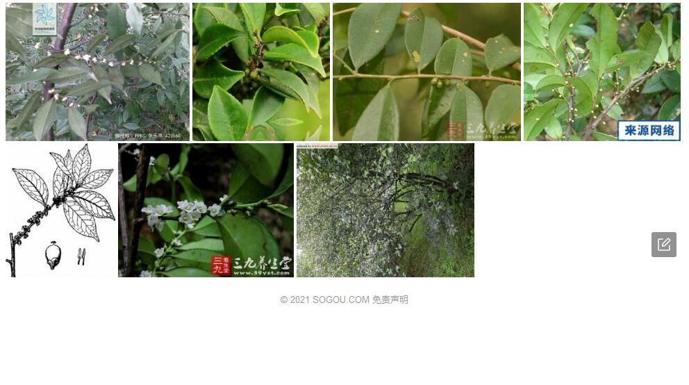 微毛柃照片和图片/