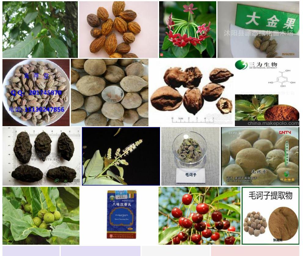 微毛诃子照片和图片/