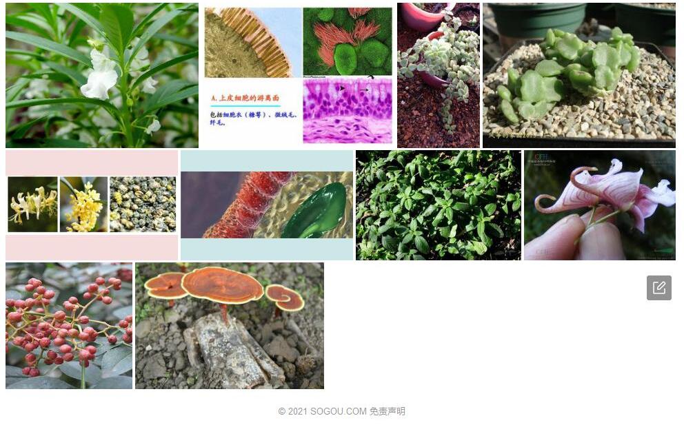 微绒毛凤仙花照片和图片/